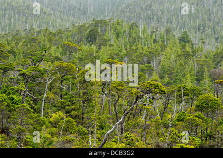 Recedono abeti della foresta di Bonsai Isola Bay Haida Gwaii Queen Charlotte Islands Gwaii Haanas NP della Columbia britannica in Canada Foto Stock