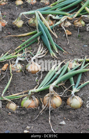 Allium cepa. Inizio rosolare le cipolle 'Spitfire' in un orto Foto Stock