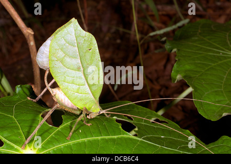 Foglia verde mimare katydid nascosto in una bussola, Ecuador Foto Stock
