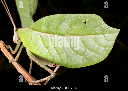 Foglia verde mimare katydid nascosto in una bussola, Ecuador