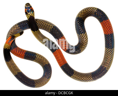 Amazzonico Serpente corallo (Micrurus spixii obscurus). Un serpente velenoso dall'Amazzonia ecuadoriana. Foto Stock