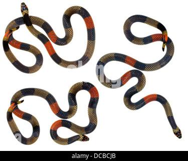 Amazzonico Serpente corallo (Micrurus spixii obscurus). Un serpente velenoso dall'Amazzonia ecuadoriana. Foto Stock