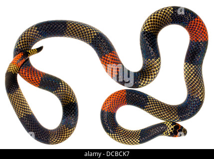 Amazzonico Serpente corallo (Micrurus spixii obscurus). Un serpente velenoso dall'Amazzonia ecuadoriana. Foto Stock