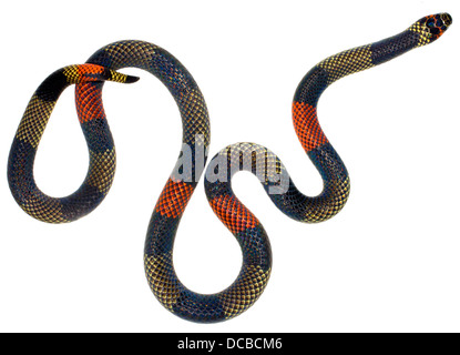 Amazzonico Serpente corallo (Micrurus spixii obscurus). Un serpente velenoso dall'Amazzonia ecuadoriana. Foto Stock