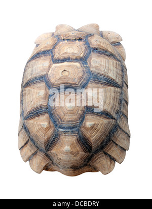 La consistenza del carapace di tartaruga isolato sullo sfondo bianco. Foto Stock