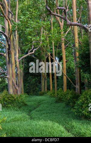 Tranquillo boschetto di Rainbow di alberi di eucalipto (Eucalyptus Deglupta) Foto Stock