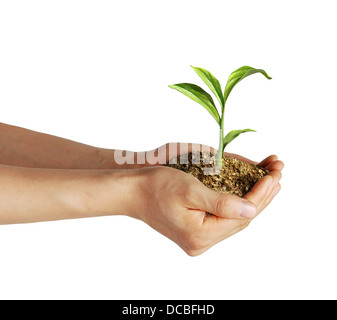 Uomo di mani tenendo il suolo con un po' di coltivazione di piante verdi. Visto da un lato, su sfondo bianco, con percorso di clipping incluso Foto Stock