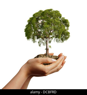 Donna di mani tenendo il terreno con una struttura ad albero. Visto da un lato, su sfondo bianco. Foto Stock