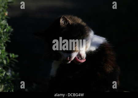 Tabby cat grooming sidelighting forte Foto Stock