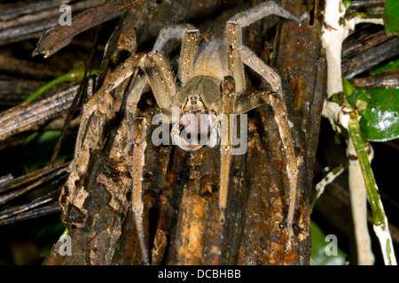 Vagabondaggio velenosi spider (Phoneutria sp.), Ecuador Foto Stock