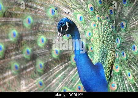 Un pavone orgogliosamente visualizzando le sue piume a Paignton Zoo ,Devon, Regno Unito Foto Stock