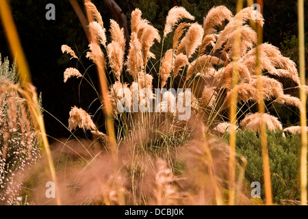 Hunangamoho Chionochloa Conspicua erba lunga ondeggianti nel vento a Dundee Botanic Gardens, Regno Unito Foto Stock