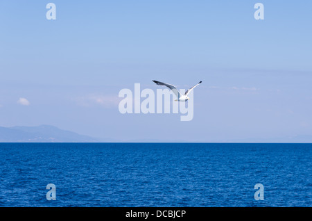 Seagull volando sul Mare Egeo con le isole greche in background Foto Stock