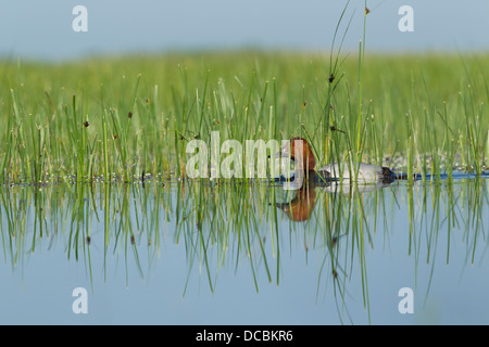 Common pochard Aythya ferina, maschio adulto, nuoto in marsh, Tiszaalpár, Ungheria in giugno. Foto Stock