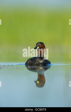 Tuffetto Tachybaptus ruficollis, adulto, nuoto in marsh, Tiszaalpár, Ungheria in giugno. Foto Stock