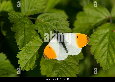 Arancio-punta Anthocharis cardamines, maschio adulto, crogiolarvi al sole su rovo, pillola Paddock, Bristol, Regno Unito nel mese di maggio. Foto Stock