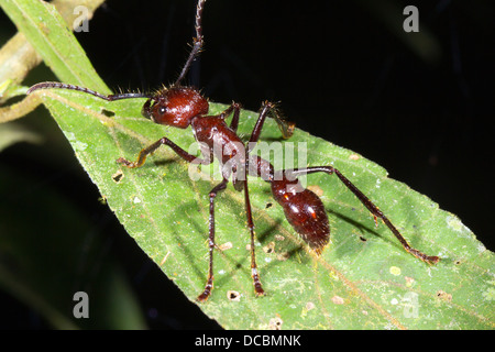 Bullet o Conga Ant (Paraponera clavata) nella foresta pluviale, Ecuador. Foto Stock