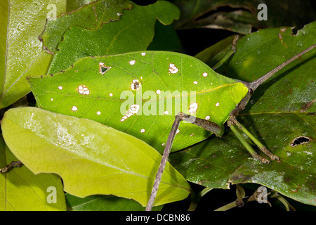 Foglia verde mimare katydid nascosto in un cespuglio foliato, Ecuador Foto Stock