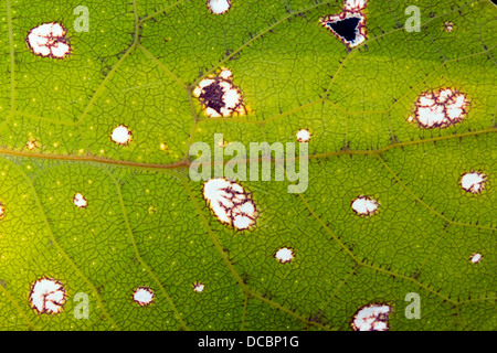 Pattern sul parafango di una foglia verde mimare katydid, che sorprendentemente ricorda la venatura di una foglia reale, Ecuador. Foto Stock