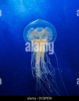 Nuoto Medusa su sfondo blu Foto Stock