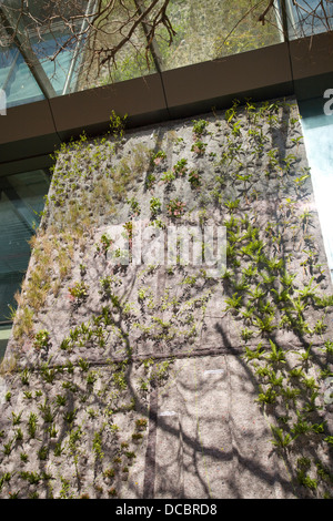 Impianto verticale giardino alla Fraser central park lo sviluppo in chippendale,sydney Foto Stock