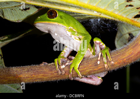 Tarsier scimmia (Rana Phyllomedusa tarsius) nella foresta pluviale tropicale, Ecuador Foto Stock