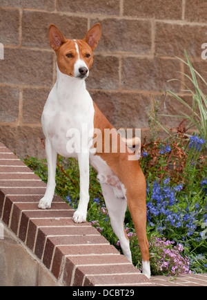 Basenji in piedi su un muro di mattoni Foto Stock