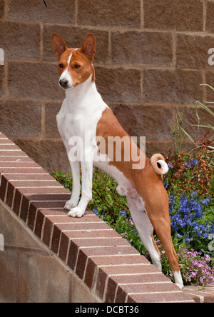 Basenji in piedi su un muro di mattoni Foto Stock