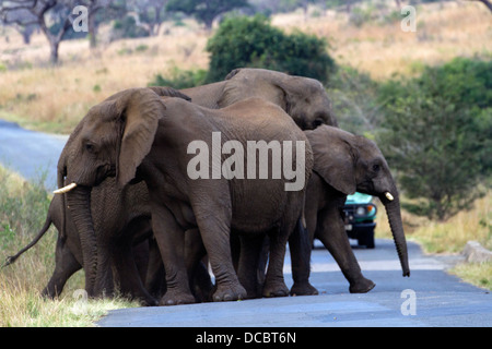 Diga!! Gruppo familiare dell'elefante africano (Loxodonta africana) di blocco stradale in Hluhluwe Imfolozi National Park, S Africa Foto Stock