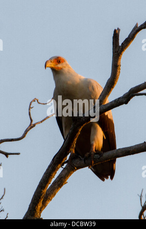 Palm-Nut Vulture (Gypohierax angolensis) aka pesce Vulturine Eagle, KwaZulu Natal, Sud Africa Foto Stock