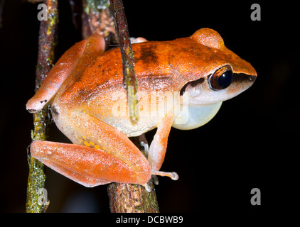 Peruviano rana pioggia (Pristimantis peruvianus) chiamando maschio con gonfiato vocal sac. Foto Stock