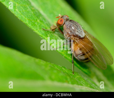 Macro closeup di una mosca arroccato su di un impianto. Foto Stock