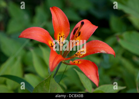 Rosso e giallo fiore di un giglio di legno (Lilium philadelphicum), Parco nazionale Isle Royale, Michigan, Stati Uniti d'America Foto Stock