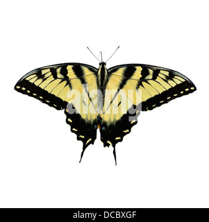 Orientale a coda di rondine di Tiger Butterfly isolato su bianco Foto Stock