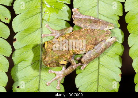 Buckley di zampe sottili Treefrog (Osteocephalus buckleyi). Su una foglia nella foresta pluviale, Ecuador. Foto Stock