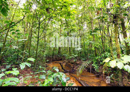 Avvolgimento del flusso attraverso la pianura della foresta pluviale tropicale in Amazzonia ecuadoriana Foto Stock