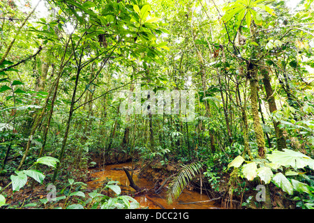 Avvolgimento del flusso attraverso la pianura della foresta pluviale tropicale in Amazzonia ecuadoriana Foto Stock