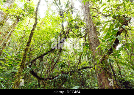 Groviglio di liane all'interno della foresta pluviale primaria, Ecuador Foto Stock