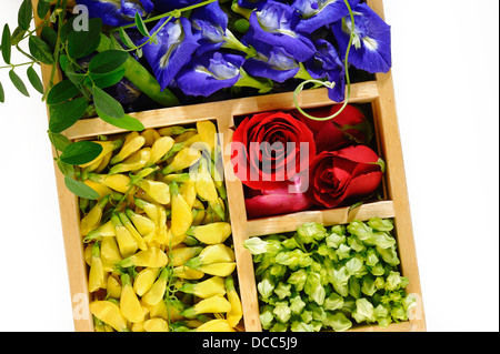 Asian pigeonwings fiore,Sesbania, Cowslip superriduttore e fiore rosa Foto Stock