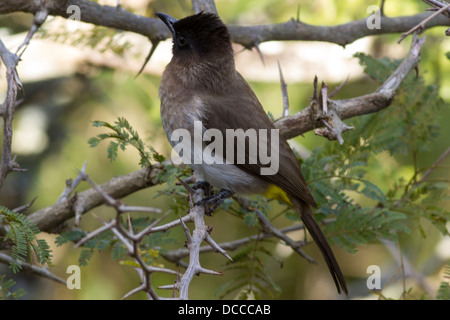 Bulbul comune (Pycnonotus barbatus) Foto Stock