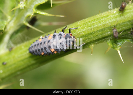 Larva di sette-spot ladybird macchiato o ladybug (Coccinella septempunctata) close-up Foto Stock