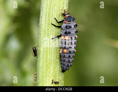 Larva di sette-spot ladybird macchiato o ladybug (Coccinella septempunctata) close-up Foto Stock