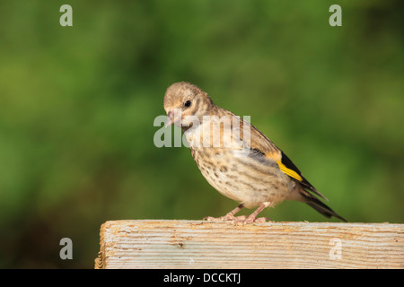 Un bambino Cardellino visitando un giardino bird tabella Foto Stock