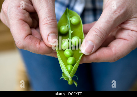 La donna caucasica azienda appena raccolto cresciuto in casa i piselli di aprire pod, prese a Bristol, Regno Unito Foto Stock