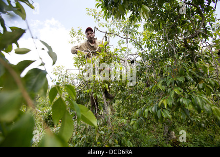 Uomo di arrampicata e la raccolta di Khat tree (catha edulis) Meru, Kenya Foto Stock