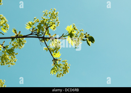 Fioritura Maple ramo di albero in primavera Foto Stock