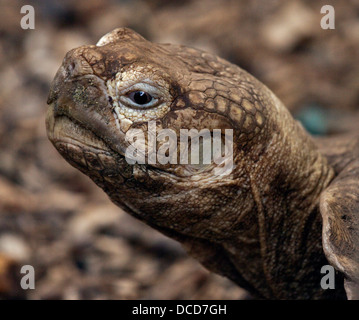 African Spur-Thighed tartaruga (Geochelone sulcata) Foto Stock