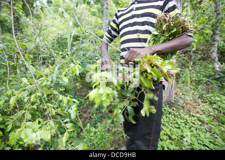 L'uomo la mietitura Khat tree (catha edulis) Meru, Kenya. Foto Stock