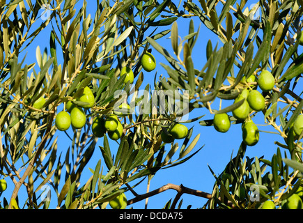 Albero di olivo nelle Alpilles, Francia rami con olive Foto Stock