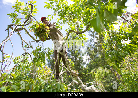 Uomo di arrampicata e la raccolta di Khat tree (catha edulis) Regione di Meru in Kenya. Foto Stock